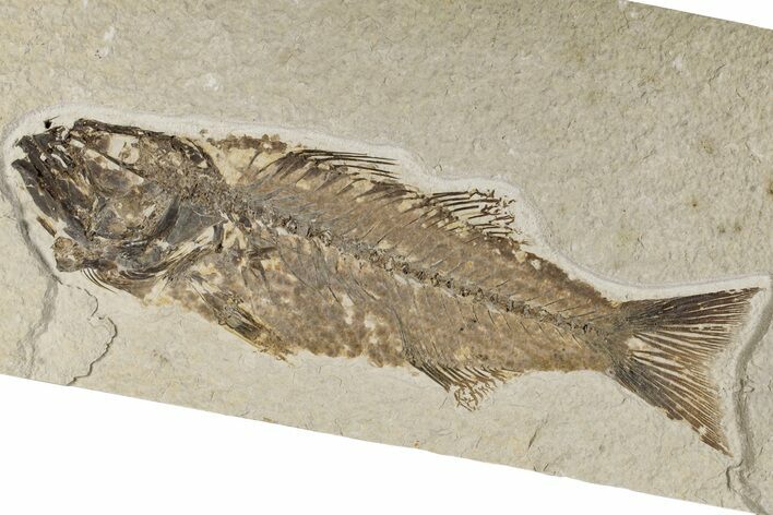 Uncommon Fish Fossil (Mioplosus) - Wyoming #198388